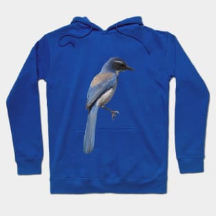 Blue Jay Hoodie